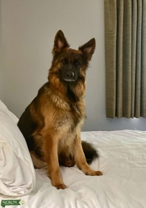 Long hair Blk/red GSD Listing Image