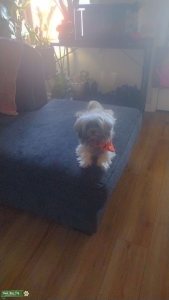 Lhasa Apso Stud Cream colored  Listing Image