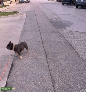 Blue Tri Frenchie Stud Listing Image