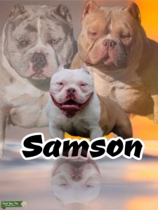 White and Tan pocket bully Listing Image