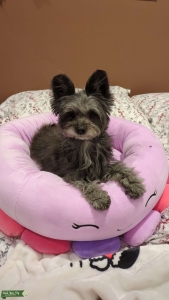 Pomeranian/Poodle mix looking for stud! Listing Image