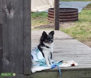 Merle Chihuahua  Listing Image