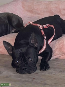 Chocolate black French bully  Listing Image