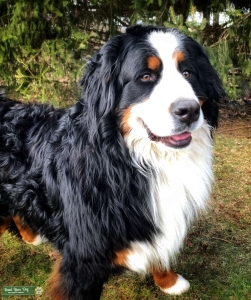 Bernese Stud  Listing Image
