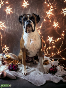 Boxer Stud only Listing Image