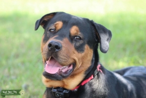 Peanut Butter Chocolate Rottweiler Listing Image