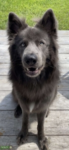 Blue Bay Shepherd Listing Image