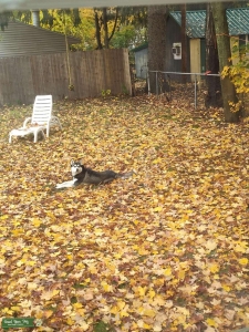 Puppies  Listing Image