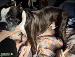 Male Boston Terrier Looking For GF Listing Image