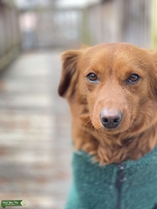  Red Mini GoldenDoodle is wants her puppies Listing Image