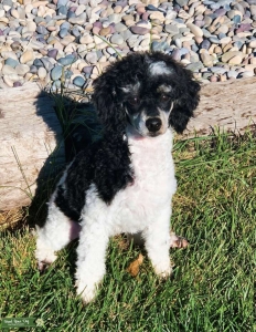 AKC Black Phantom Tri-Colored Mini Poodle Listing Image