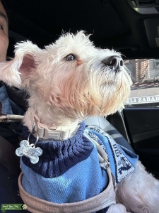Stud looking for girlfriend Listing Image