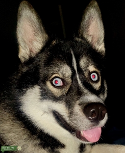 Siberian Husky Stud Listing Image