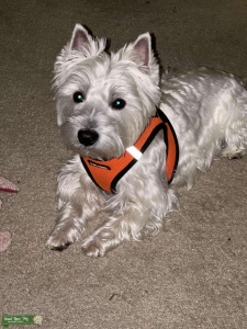 AKC registered West Highland White Terrier Listing Image