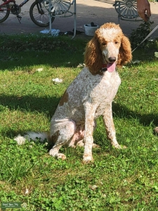 Labradoodle Listing Image