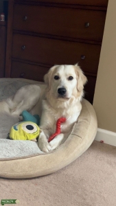 Looking for a Golden Retriever Stud Listing Image