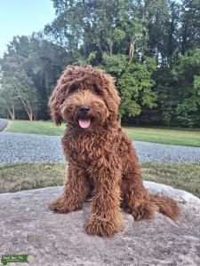 F1b Goldendoodle Stud Listing Image