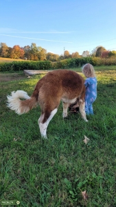 1 yr old pedigreed Saint Bernard Listing Image