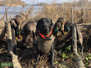 Black Lab Male Listing Image