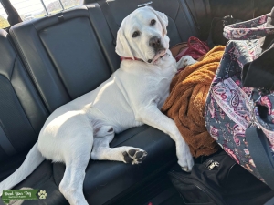 White Lab Listing Image