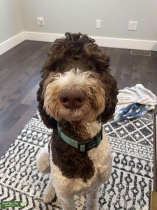 PHANTOM PARTI STANDARD POODLE STUD Listing Image
