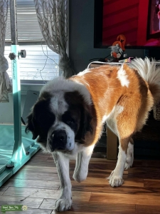 Saint Bernard stud full mask, dry mouth, family dog kid friendly Listing Image