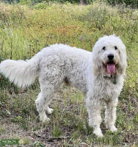 Goldendoodle stud Listing Image