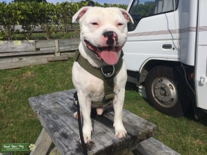 Staffordshire Bull Terrier - Stud Listing Image