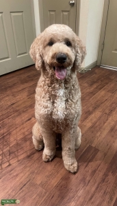 F1B Goldendoodle Stud Listing Image