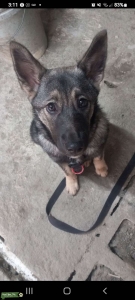 Norwegian Elkhound  Listing Image