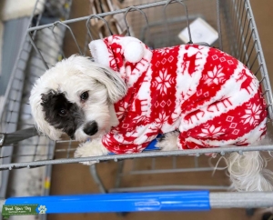 Havanese Poodle Listing Image