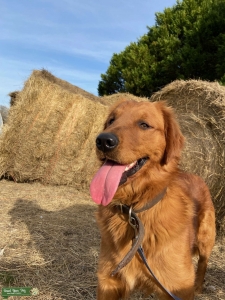 AKC Registered Golden Retriever Listing Image