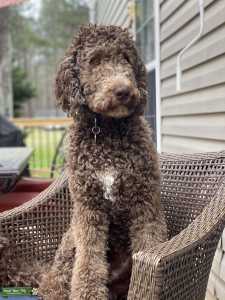 Poodle Bear   Listing Image