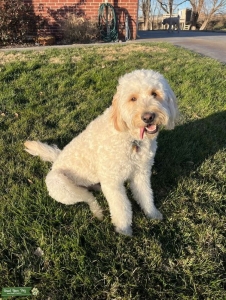 F2 Goldendoodle Listing Image