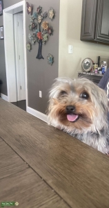4 lbs male yorkie Listing Image