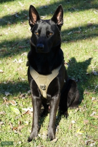 AKC Black German Shepherd Stud Listing Image