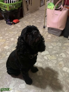 Black purebred cockerspanial Listing Image