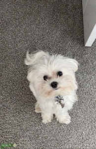Gorgeous Maltese Stud Listing Image