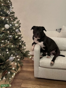 American Bully Stud Listing Image