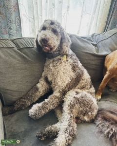 Phantom Chocolate Merle standard poodle Listing Image