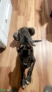 EM/DOGO Listing Image
