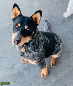 Blue Heeler Bitch Listing Image