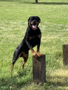 AKC Registered Rottweiler Listing Image