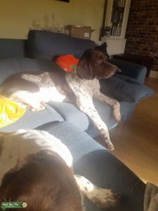 English Springer Spaniel  Listing Image