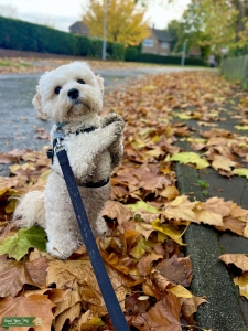Cream male cavachon for *STUD* Listing Image