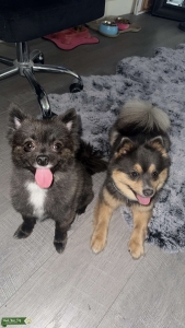 AKC Pomerania girls Listing Image