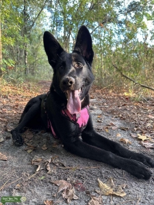 All black German Shepherd Listing Image