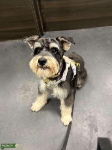 Black and White mini schnauzer  Listing Image