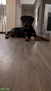 Pure Breeds Rottweiler - Good pedigree Listing Image
