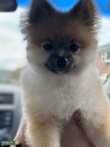 Looking to have puppies Listing Image